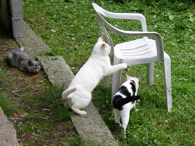 猫ノラ